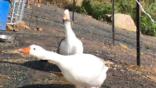 Geese first day free ranging in new home