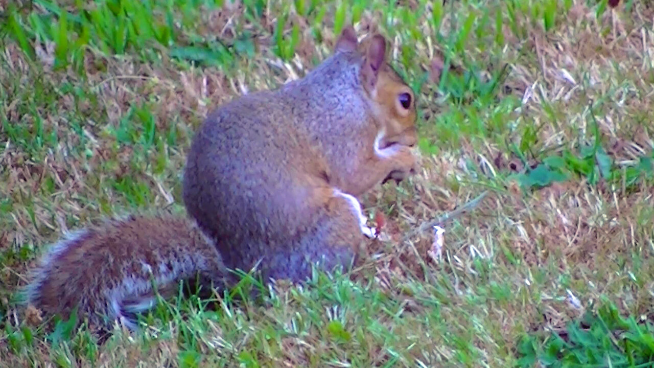 IECV NV #696 - 👀 Grey Squirrel Found Some Of It's Peanuts To Eat In The Backyard 🐿️7-23-2018