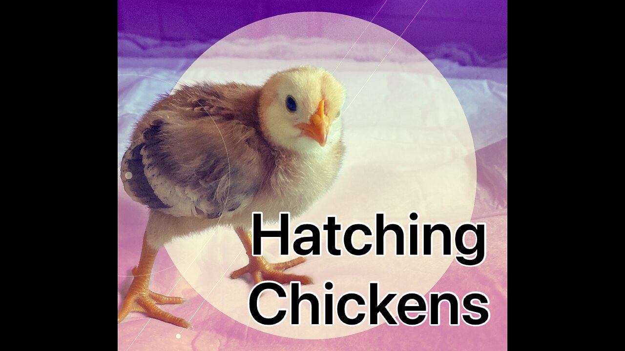 Hatching baby chickens