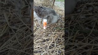 Goose sitting on eggs. Will have to check when they are due