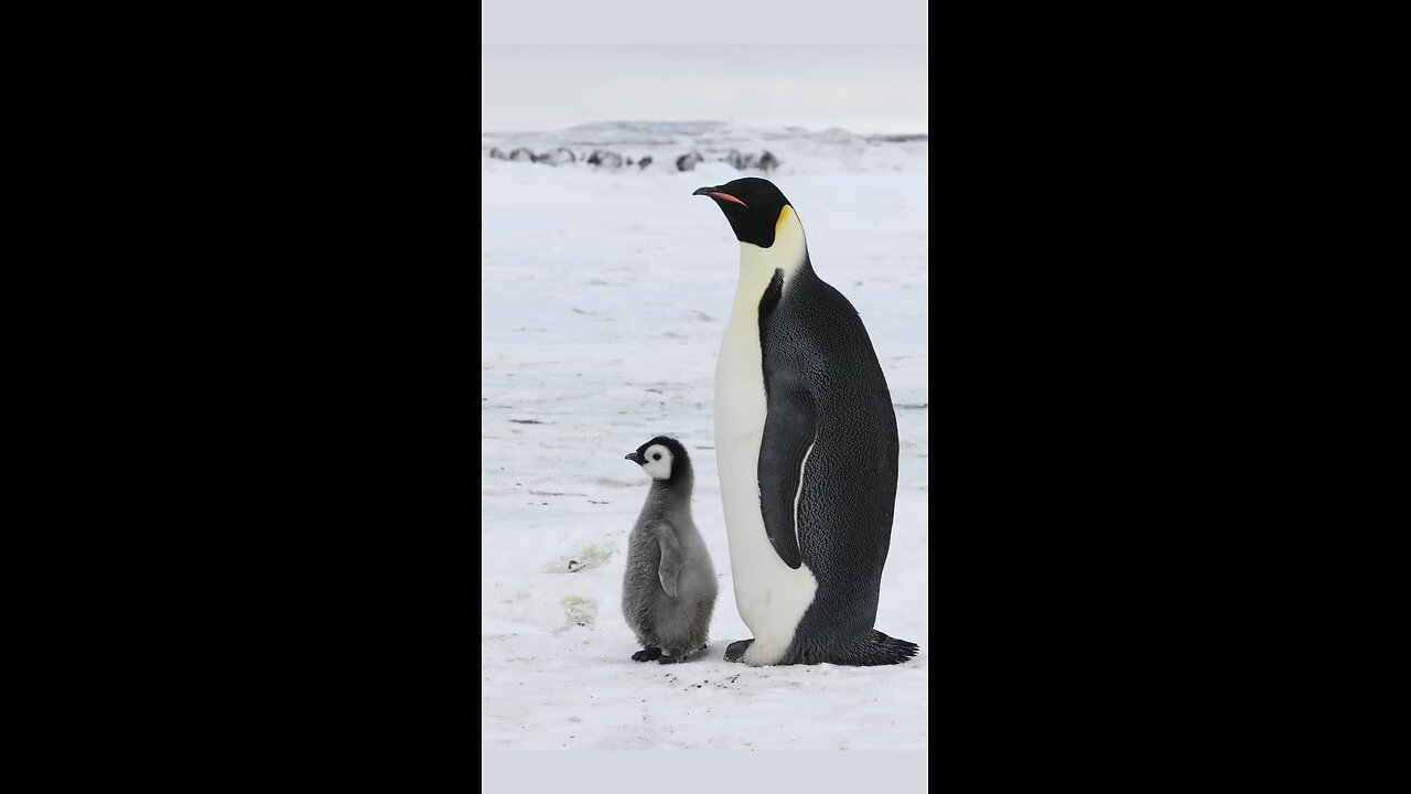penguin family