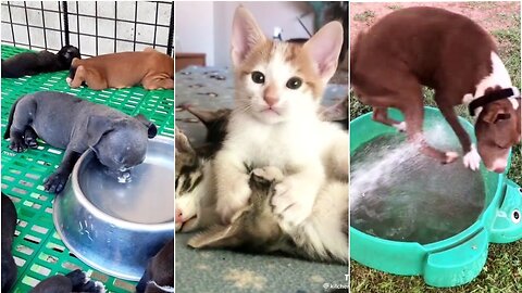 "Enchanting Moments of Cute Puppies, Cats, and Dogs: A Compilation of Adorable Animals"