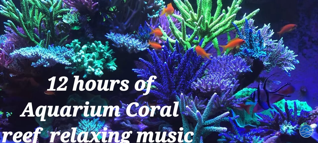 12 Hours of Underwater Aquarium With Ambient Sound and Bubbles. Coral Reef, Tropical Fish.