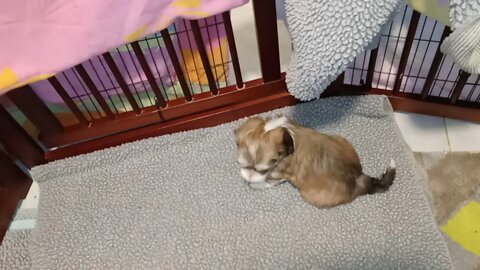 K Litter Almost 6 wks Old(1)