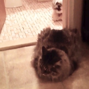 Cat won't let dog leave the bathroom