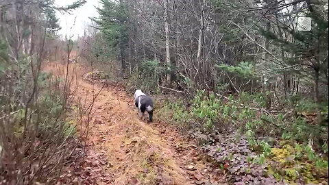 A morning trail walk with the dog