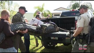 Florida woman killed by 10-foot alligator while walking her dog: reports