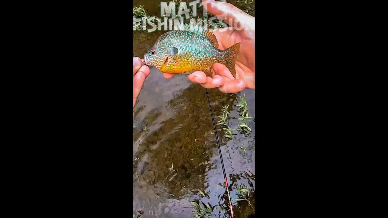 Ohio river fishing MULTI-SPECIES (short version)