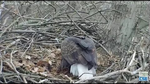 Hays Eagles Mom brings a big stick for both to place in the nest 2020 03 11 932AM