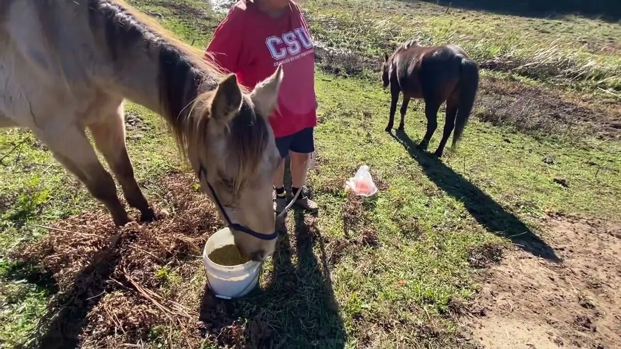 17 June 2022 some of Arthur’s friends join him at Penny’s grave in his last hour with us 🥲💔
