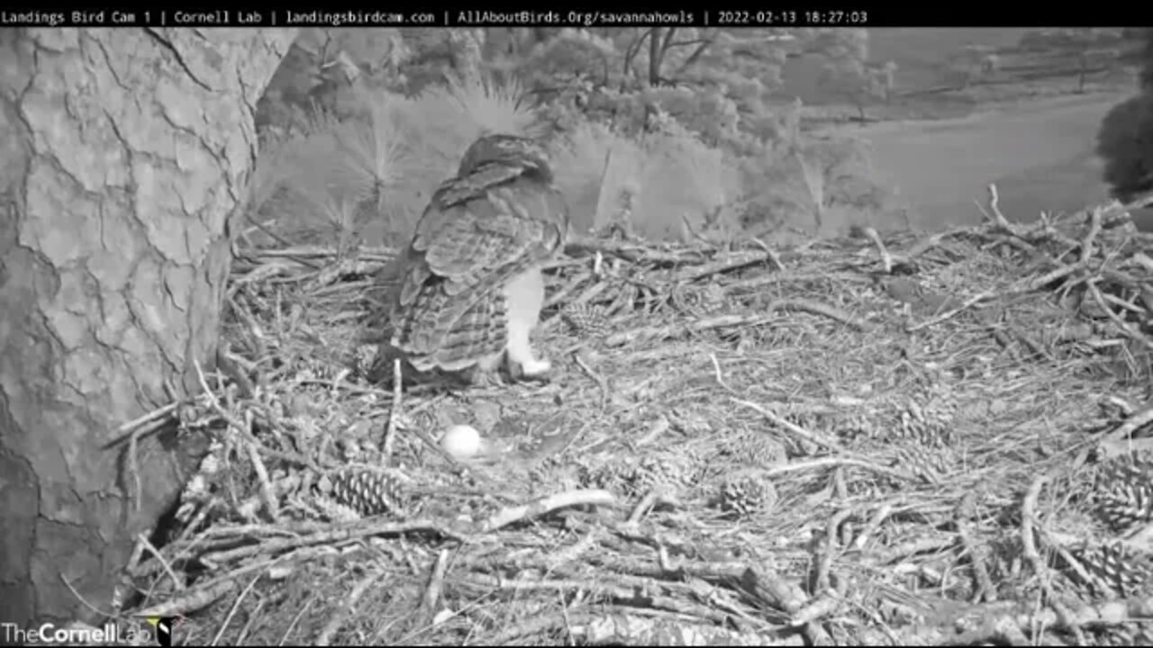 Watch Mom Fly to Another Tree For Her Break 🦉 2/13/22 18:36