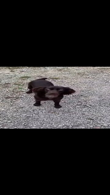 Boykin Spaniel Playing | #shorts