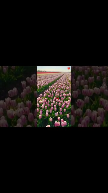 Lot Of Tulip #Livesty #ytshorts #Luxury #Nature #viral #viral2022 #trending #trending2022