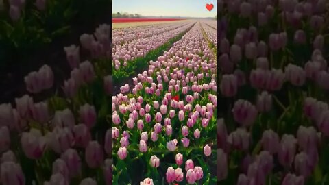 Lot Of Tulip #Livesty #ytshorts #Luxury #Nature #viral #viral2022 #trending #trending2022