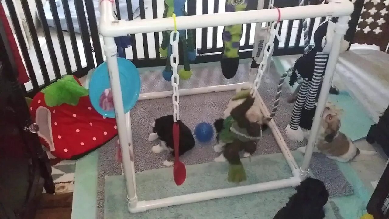 I Litter Meets The Toy Gym
