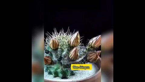 Cactus Bloom