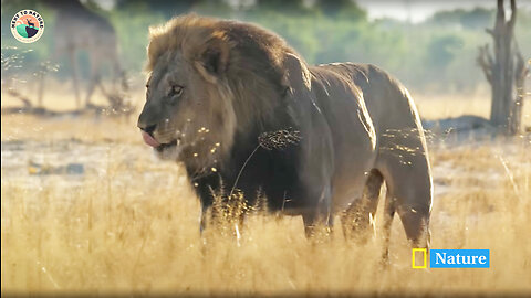 Lion King Slayers | Bloody Wars in the Pride (Full Episode) |