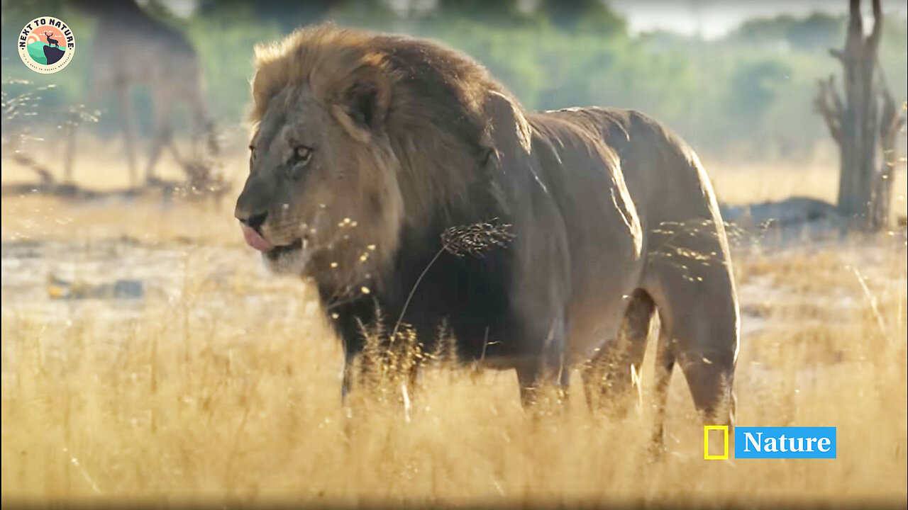Lion King Slayers | Bloody Wars in the Pride (Full Episode) |