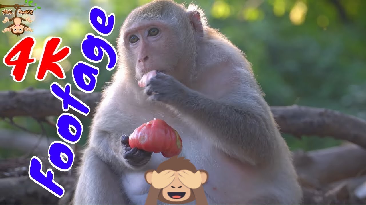 4K Quality Animal Footage - Monkeys Beautiful | Viral Monkey