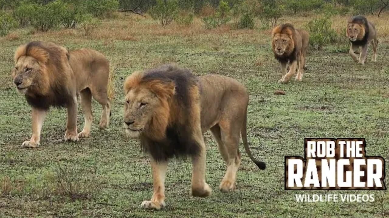 Mighty Male Lions Patrol In The Rain