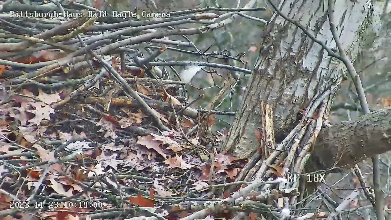 Hays Eagles Nest has an Eagle Feather on the Rail ! 11.23.23