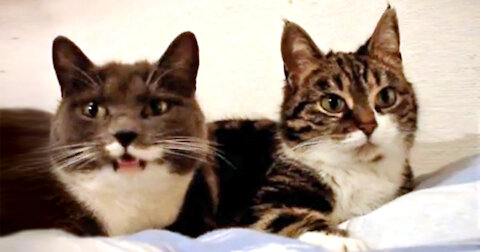 Adorable Cats That Can Talk... Must Watch!!!