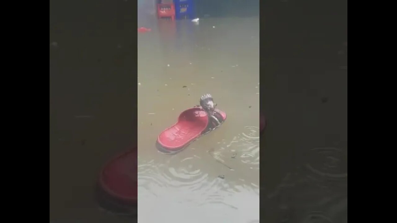 The Mouse Trying to Survive !!!!