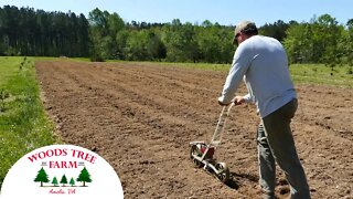 Planting Flowers Where The Trees Died