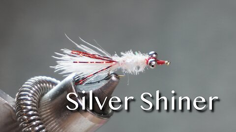 Silver Shiner