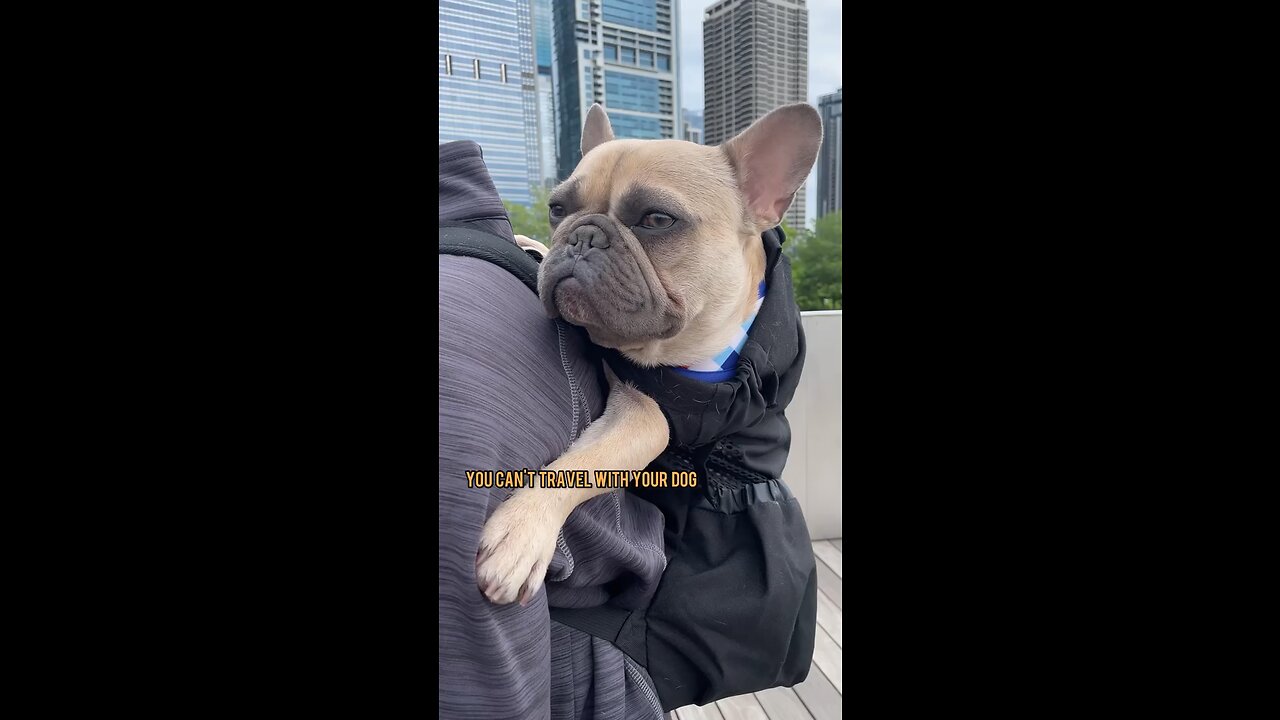 Travel With Your Dog | Mochi The French Bulldog