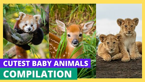 Tiny and Adorable: Cutest Baby Animals Compilation!