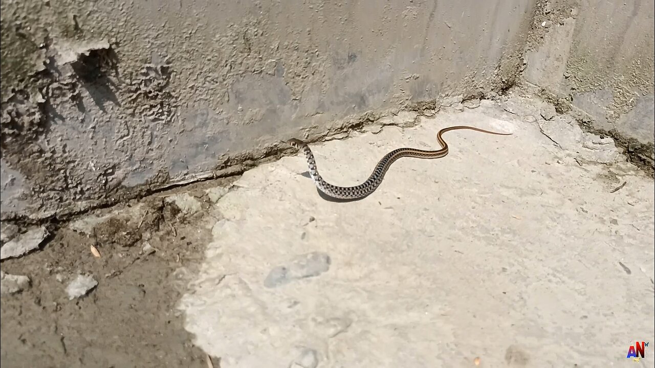 Baby Snake wants to go out | Animals and beautiful nature |