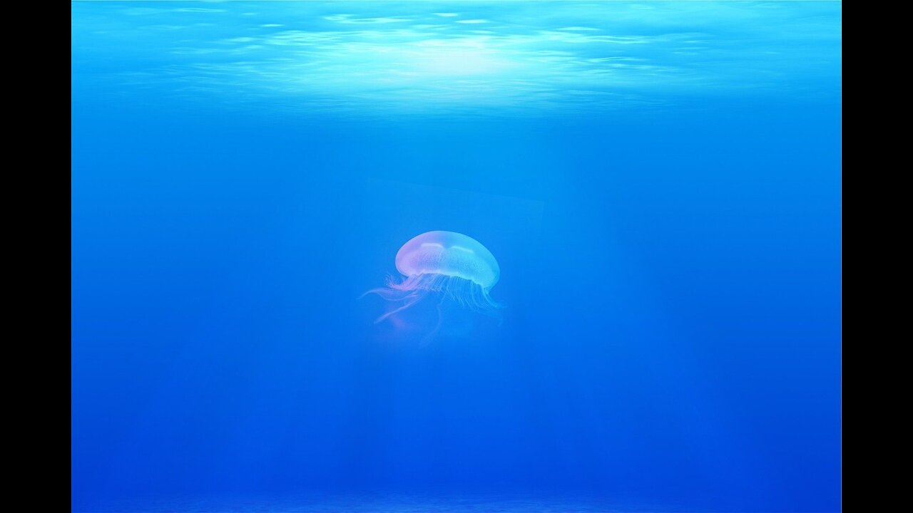 The best video reveals what is underwater