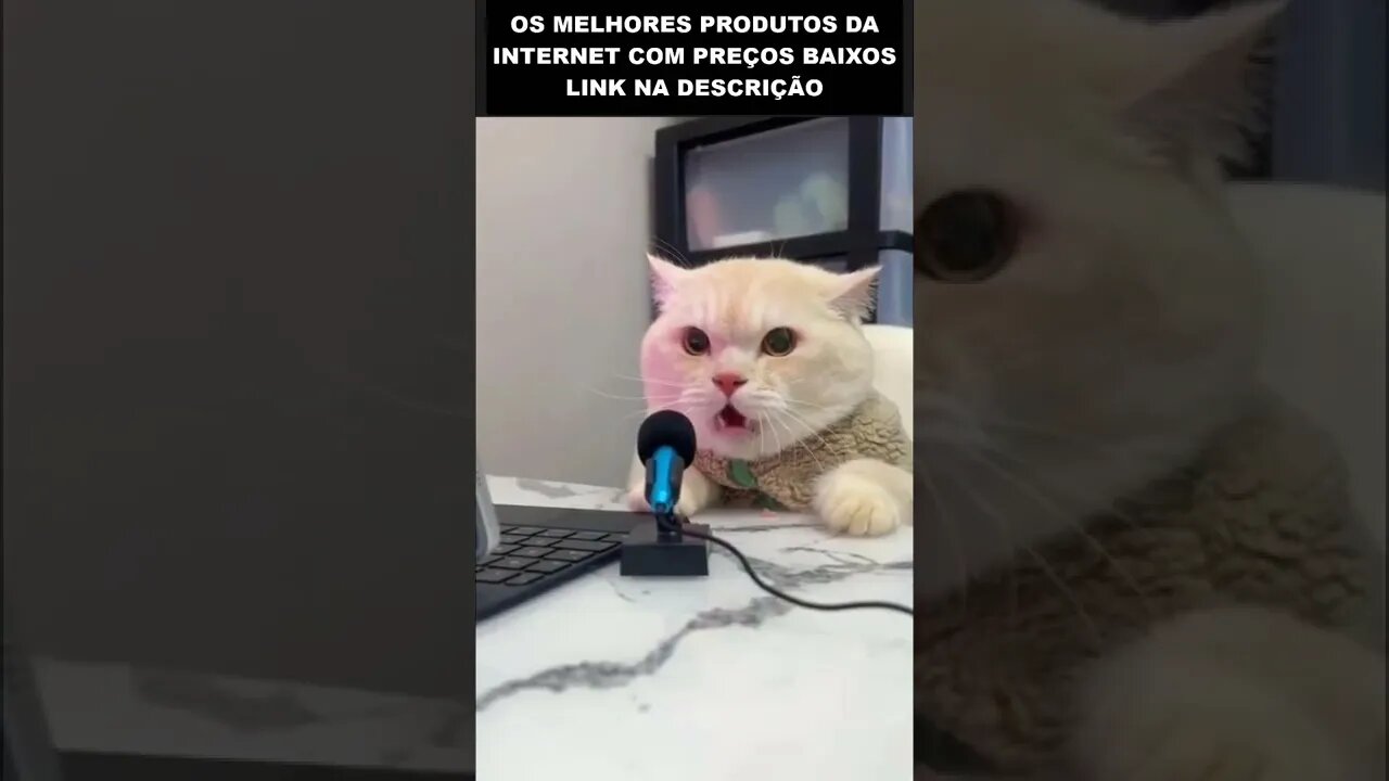 o gato locutor