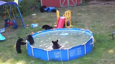 It's a black bear party!