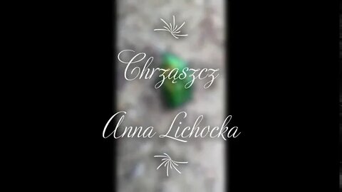 Chrząszcz -Anna Lichocka audiobook