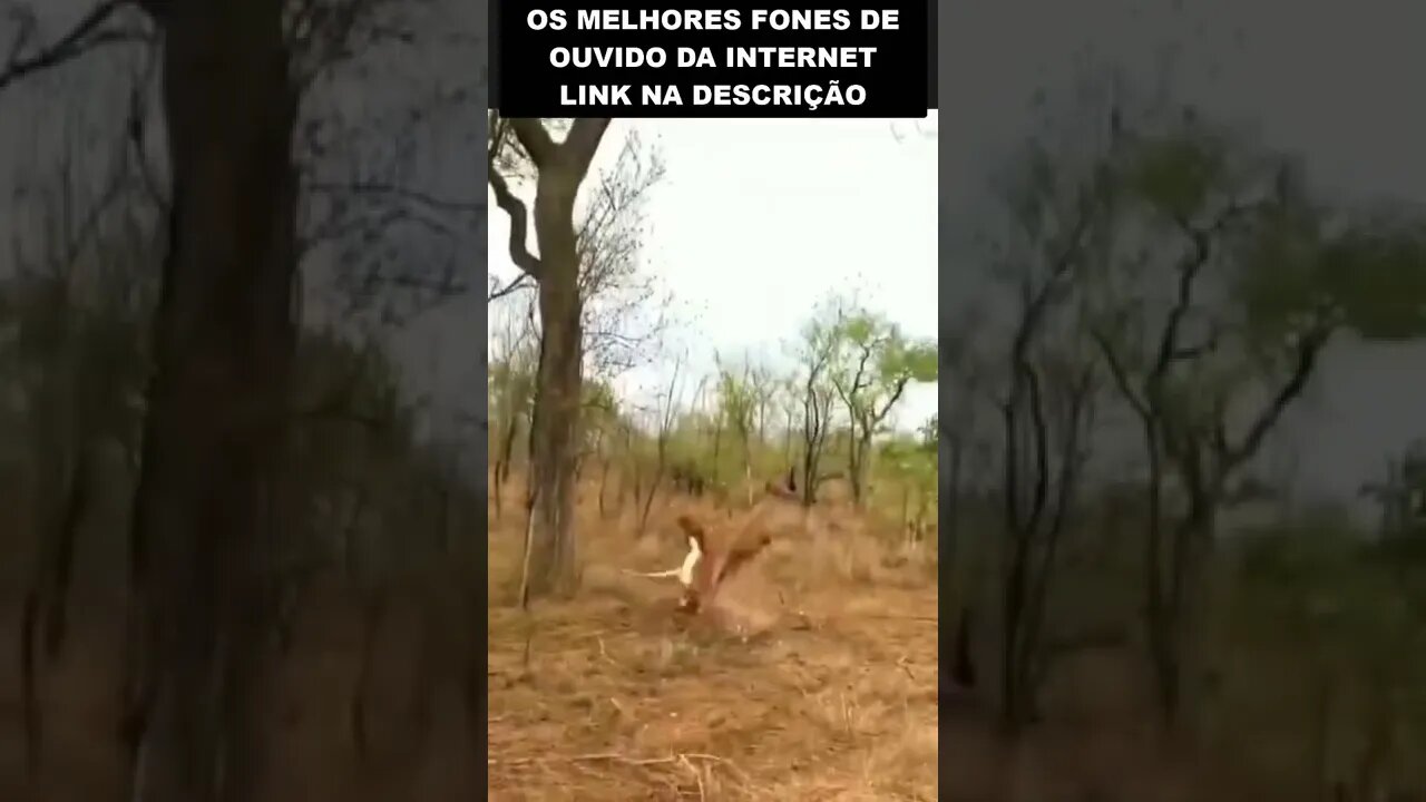 inacreditável o que caiu dessa arvore 😱😱😱