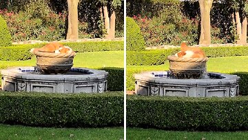 Dog plays in elegant water fountain