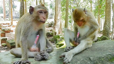 Funny monkey clip videos