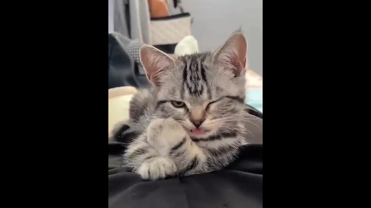 Attractive funny moments of cute animals and her reaction 😂🤗