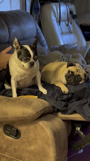 Pug’s Inner Demon Speaks