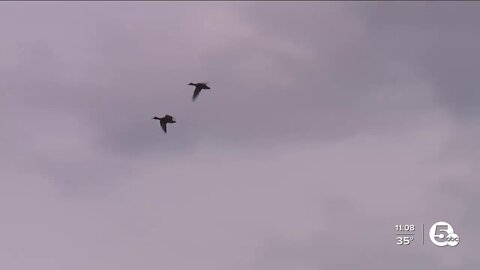 Osprey return to Mentor Marsh
