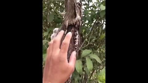 Gray giant nightjar, a bird that pretends to be a branch or tree trunk in the day and hunts at night