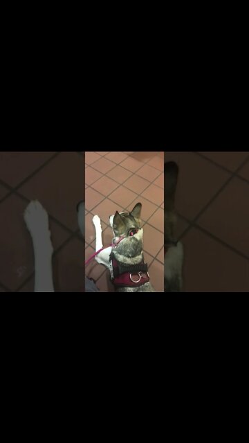 Chana being a “wild child” at Third Street, waiting for my “Grief Counseling” appointment...