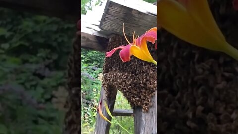 Beekeeping #farm #life