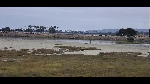 🐕 DOG BEACH ⛱