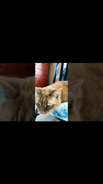 Cute cat upset I didn’t let him sniff my phone