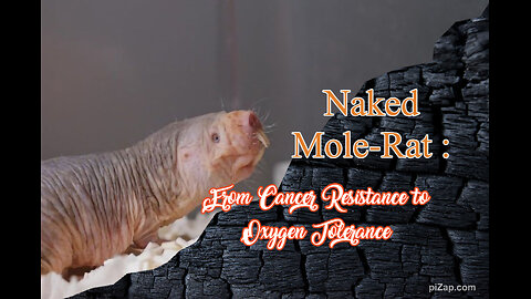 Naked Mole-Rat : From Cancer Resistance to Oxygen Tolerance