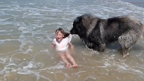 Four Legged Lifeguard _ Funniest Pets Of The Week