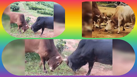 wildlife animal cows vs cow